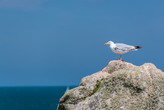 Seagull on a rock on blue sky background