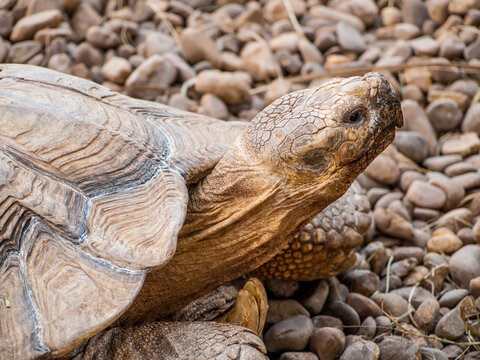 Tortuga de espolones africana o Tortuga sulcata (Centrochelys sulcata)