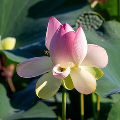 Spring, the time of lotus blooming in a pond, in Buddhism-a symbol of purity, Nelumbo nucifera, L;