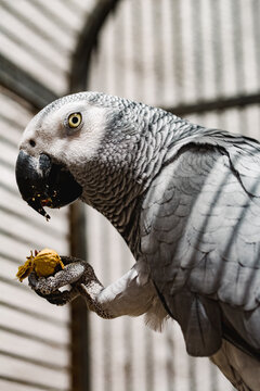 Gray Parrot