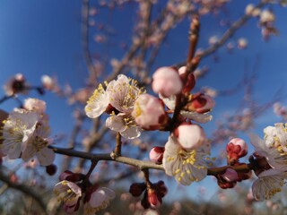 Pink white cherry flowers closeup. Bright sunny day and blue sky. Natural background. Spring flowers.Selective focus.