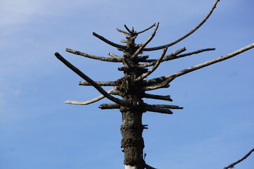 brazilian mountain nature