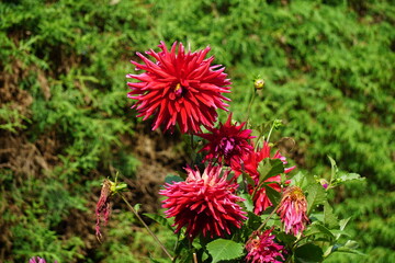 brazilian mountain nature