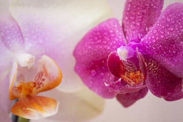 Orchid flowers macro with water drops