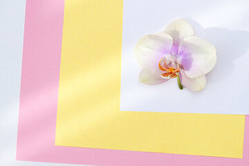 Beautiful Phalaenopsis orchid flowers on pastel pink background top view flat lay. Copy space. Flower card for woman, girl, wife.