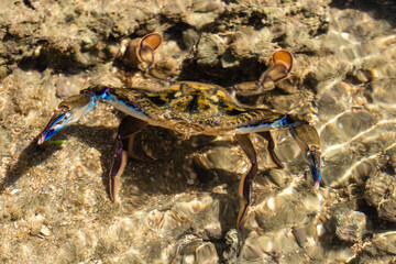 Siri com as pinças abertas