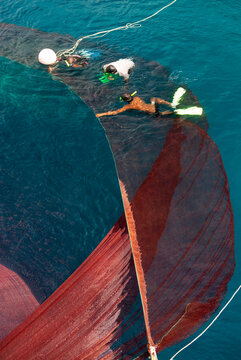 Commercial fishermen catching bait fish, Maldives.
