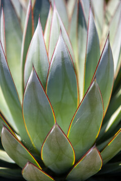 Beautiful succulent