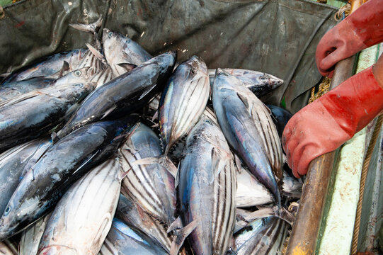 Commercial fishing, Maldives.