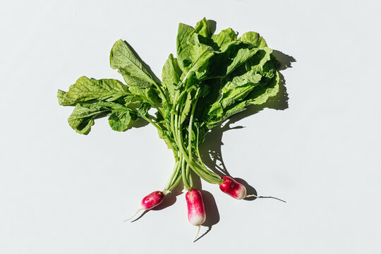 Bunch of fresh organic radishes