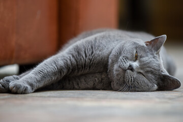 Cute cat lying down indoors for a rest the cat is a British shorthair breed