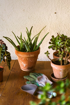 Home green plants and garden tools (gloves, shovel and rake).