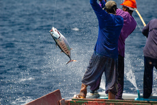 Commercial fishing, Maldives.