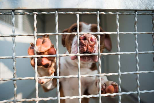 Dog looking through a kennel in a doghouse