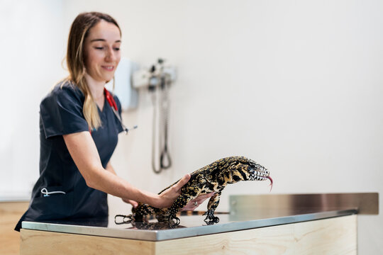 Portrait of Female Veterinarian Examining Reptile