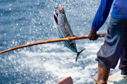 Commercial fishing, Maldives.
