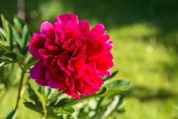 Red peony