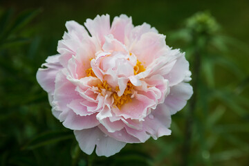 Pale pink peony
