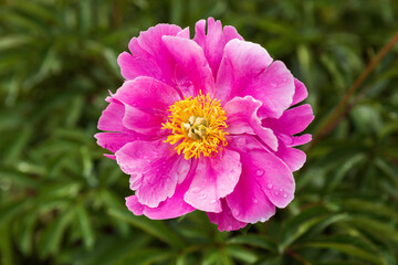 Bright pink peony