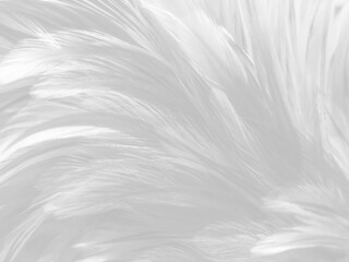Obraz premium Beautiful abstract black feathers on white background and soft white feather texture on white texture pattern, dark theme wallpaper, gray feather background, gray banners