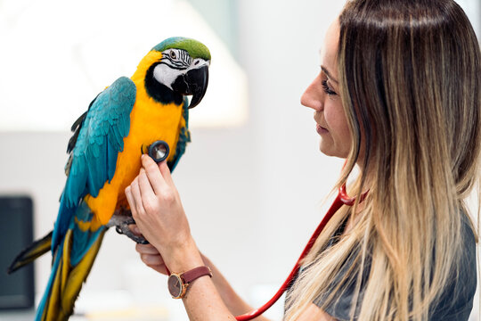 Portrait of Happy Veterinarian With a Parrot
