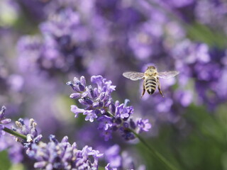 A Bee in a lavender Blossom
Eine Biene in Lavendelblüten