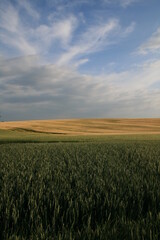 Obraz premium jolies collines cultivées en été