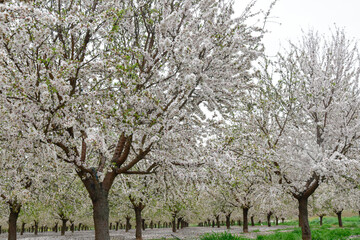 Fototapeta premium Árboles de flor de almendro en primavera