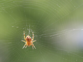 Eine Spinne in ihren Netz
A Spider in your Network