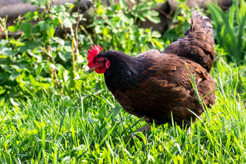 Black chicken in the garden among the green grass