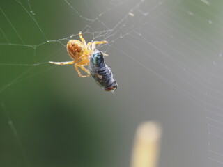 Eine Spinne fängt eine Fliege.
A Spider catch a fly