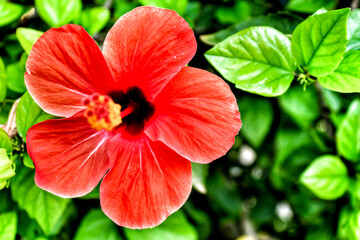 Tropical hibiscus red flower
