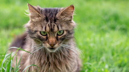 Naklejka na ściany i meble Fluffy cat with an evil look sits on the grass