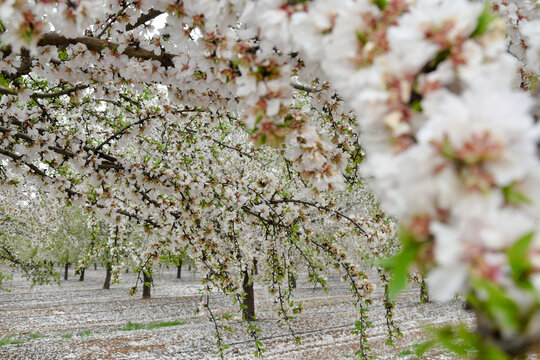 
Árboles de flor de almendro en primavera