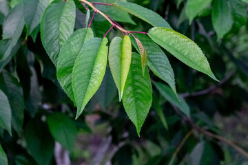 Green peach leaves on a tree on a dark background