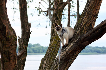 Adorable mekong bobtail cat stay on tree branch. Purebred shorthair cat without tail.