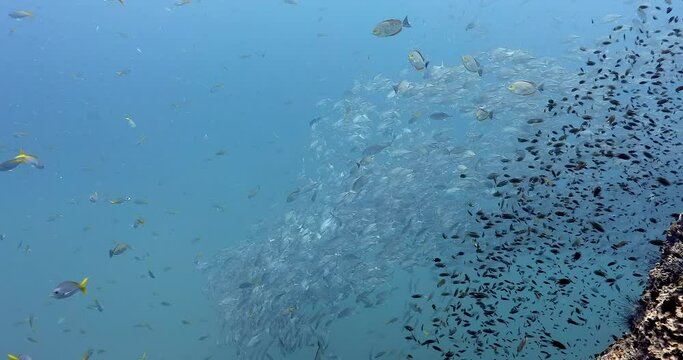 Large school of silver trevally circling in deep blue sea, long-distance 4K shoot