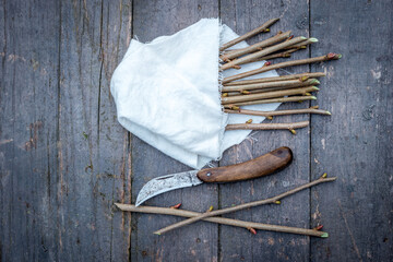 Grafting knife and hazel cuttings in wet cloth ready for planting