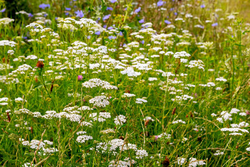 Summer background with wild flowers among the greenery