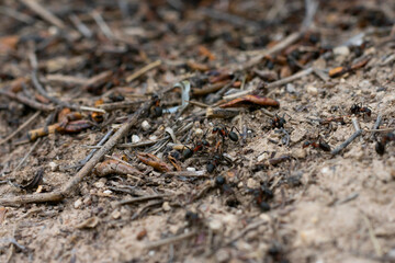 Many wild little black ants on the ground running in a rush