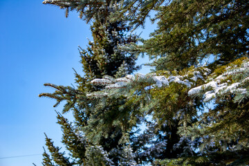 trees covered with snow in the sun