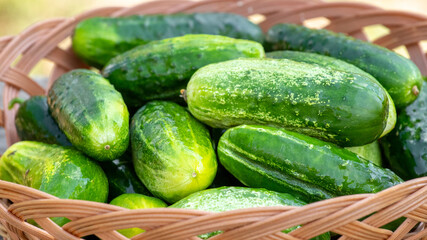 Green ripe cucumbers in a wicker basket in the garden among the grass