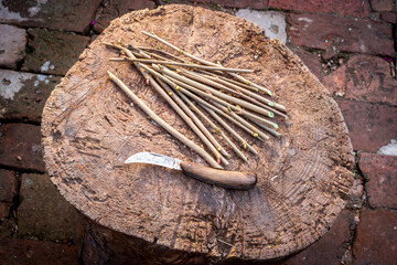 Old grafting knife and hazel cuttings on wooden log ready for planting