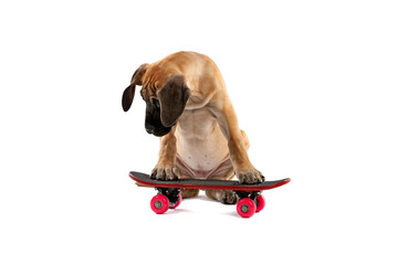 brown coloured great Dane puppy dog trying to ride on a skateboard