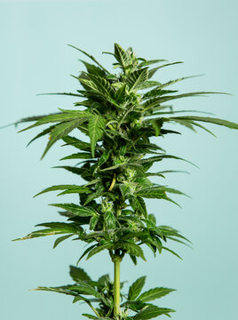 Marijuana buds close up