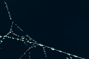 Blue toned natural backdrop made of filigree spiderweb.Abstract background with web threads garland...