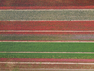 Rose field in summer