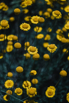 yellow daisies
