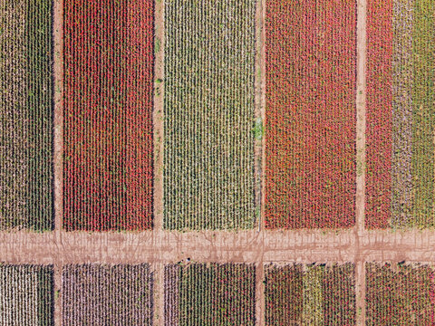 Rose field in summer