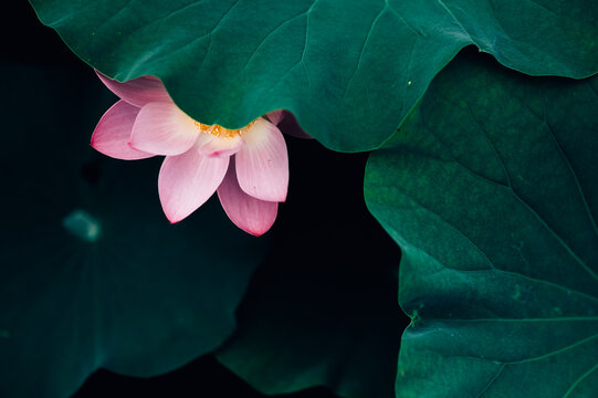 Lotus flower in pond